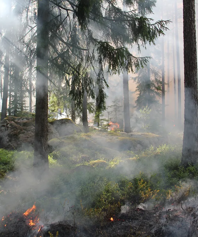 forest-tree-fire-hot-50700