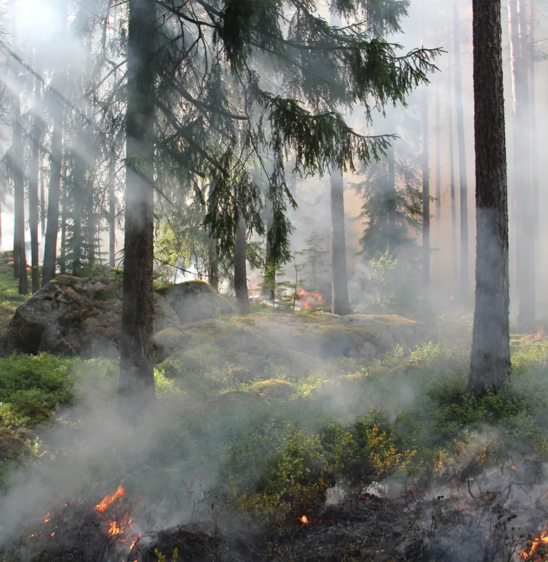 forest-tree-fire-hot-50700